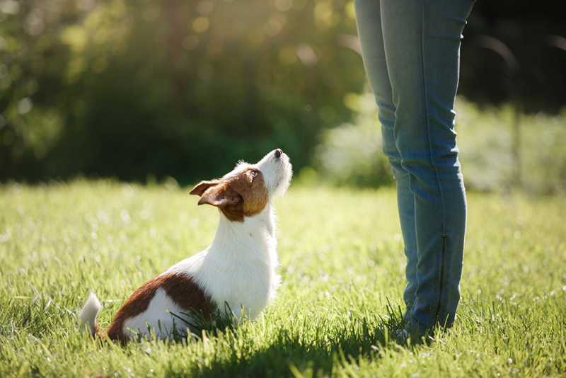 Continued Obedience Training Phoenix: Keeping Your Dog Sharp and Responsive